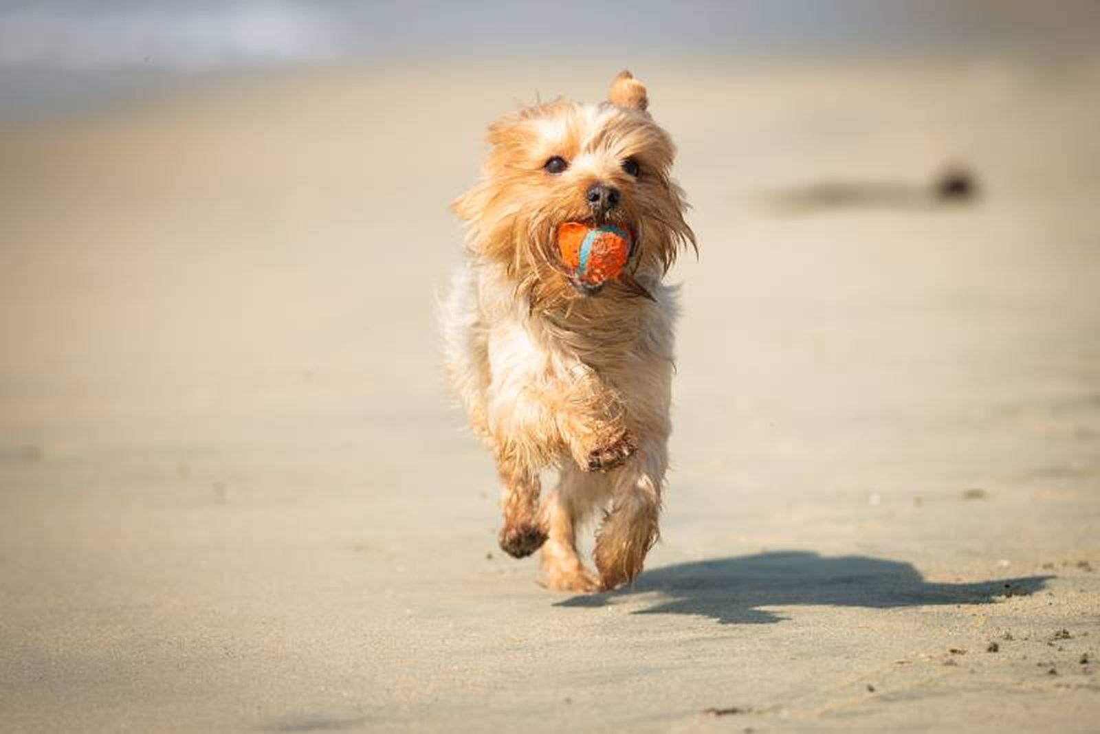 Tirarle un frisbee o una pelota ayudará a que disfrute y se mantenga feliz, practicando además ejercicio Tirarle un frisbee o una pelota ayudará a que disfrute y se mantenga feliz, practicando además ejercicio