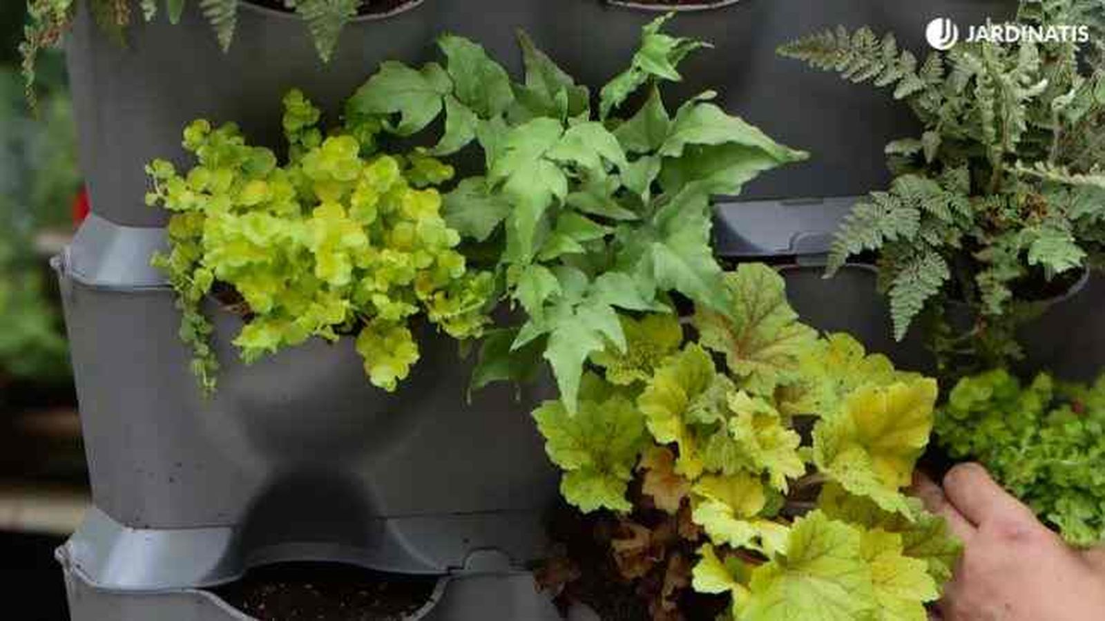 Lysimachia nummularia en jardin vertical