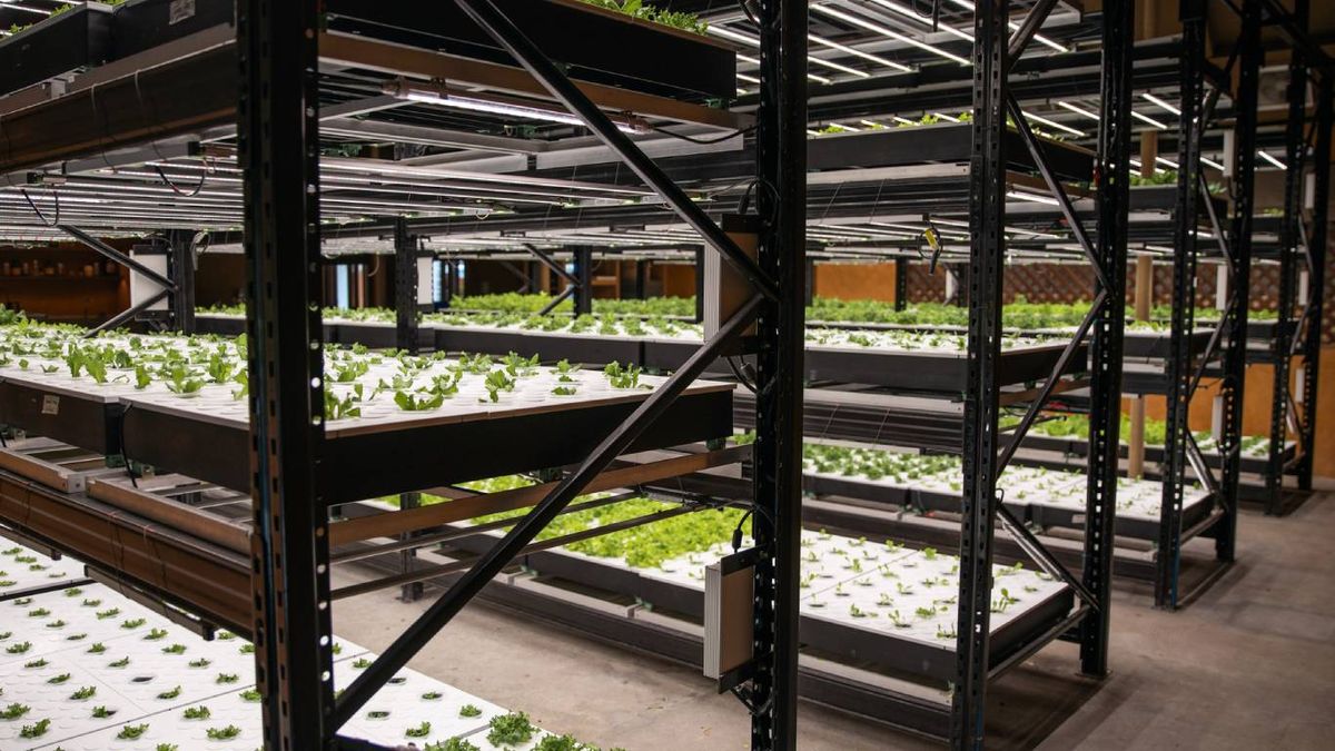 ¿Cómo usan las plantas la luz?