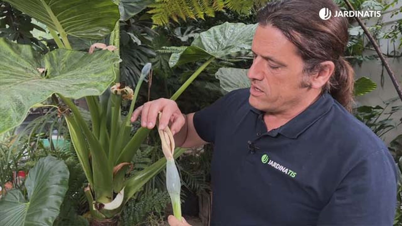 flor de cana de la alocasia macrorrhiza o marquesa jardinatis flor de cana de la alocasia macrorrhiza o marquesa jardinatis