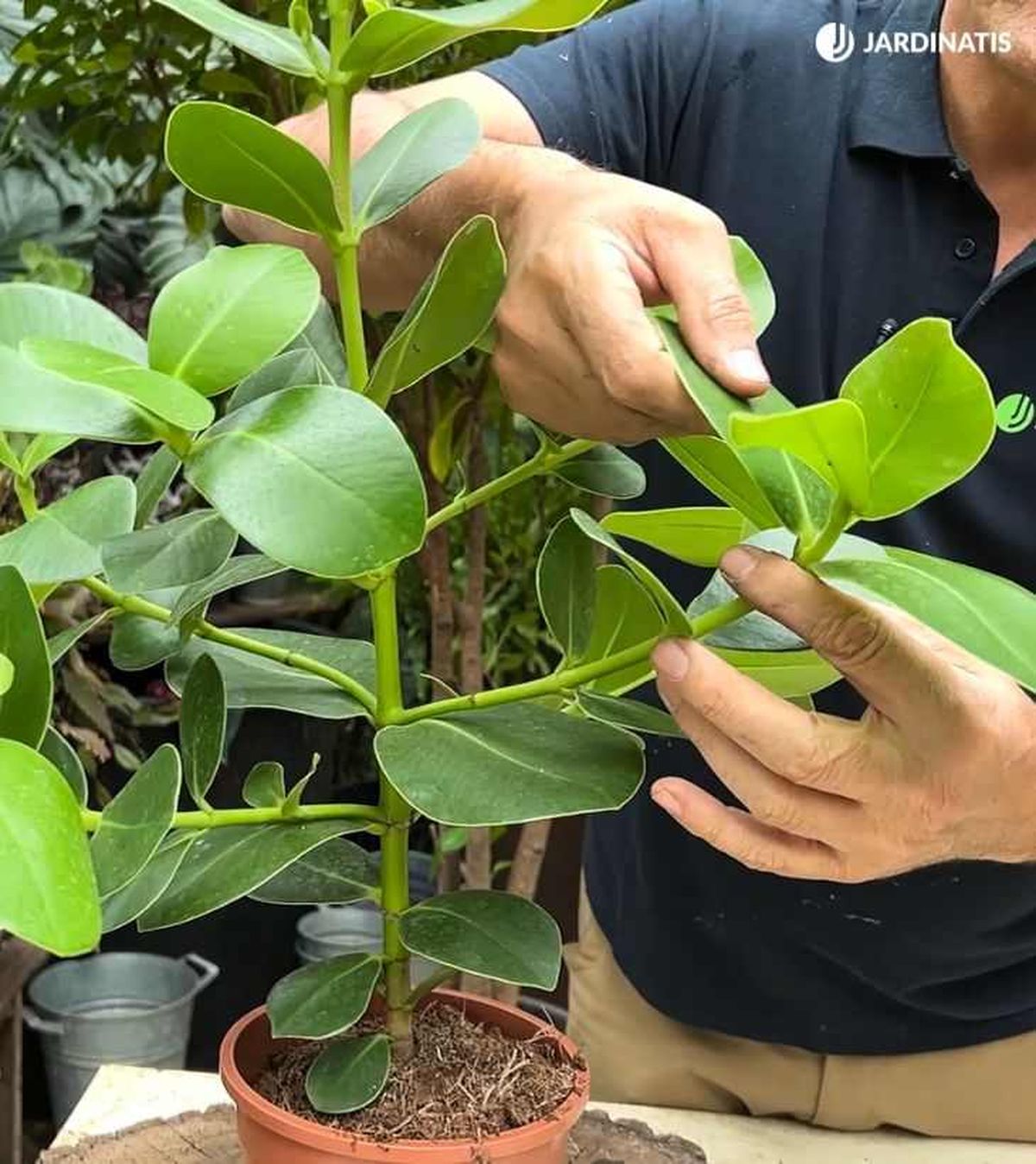 La Clusia es una planta muy resistente