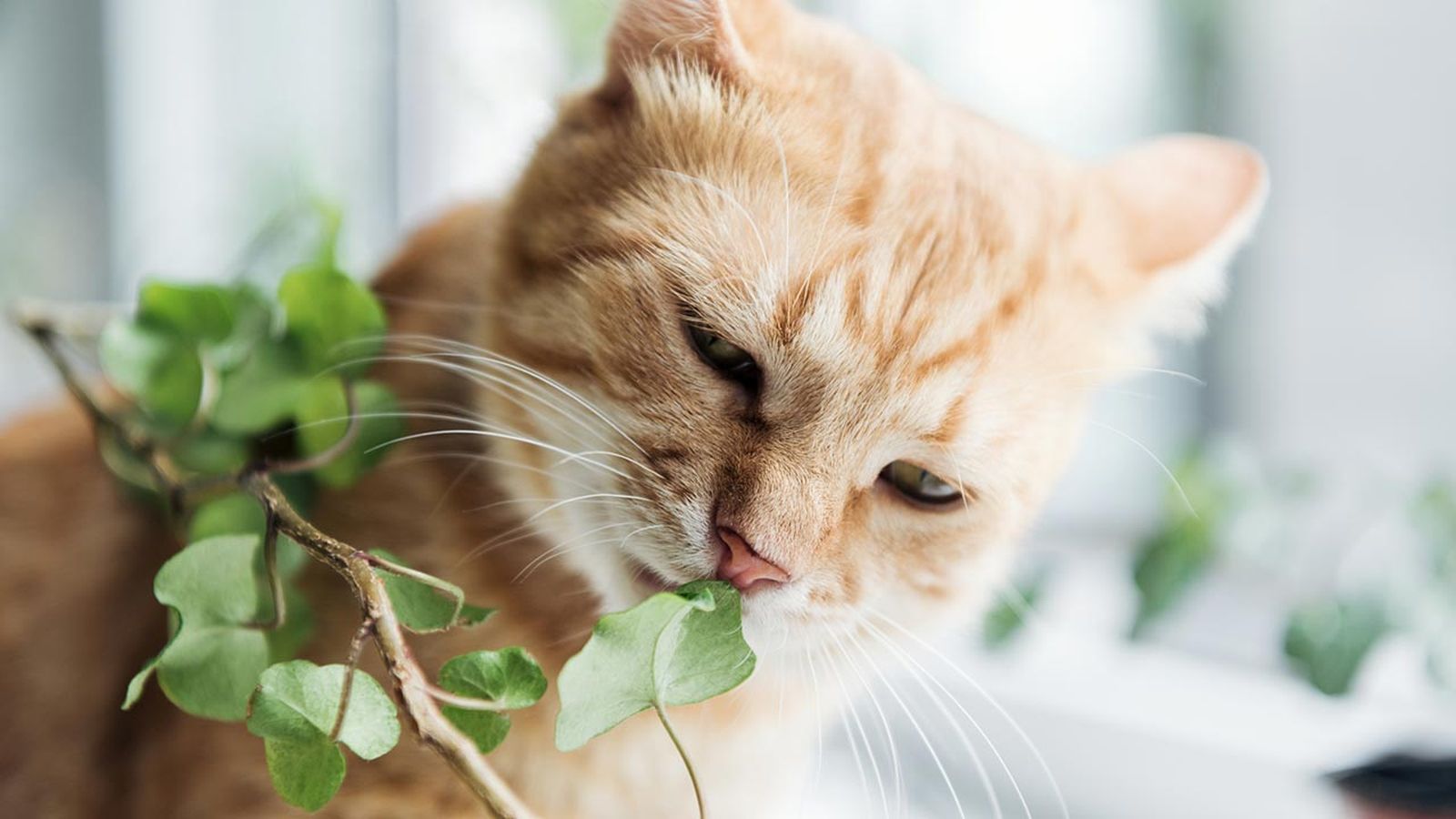 articulos mascotas felices 11 planta petfriendly articulos mascotas felices 11 planta petfriendly