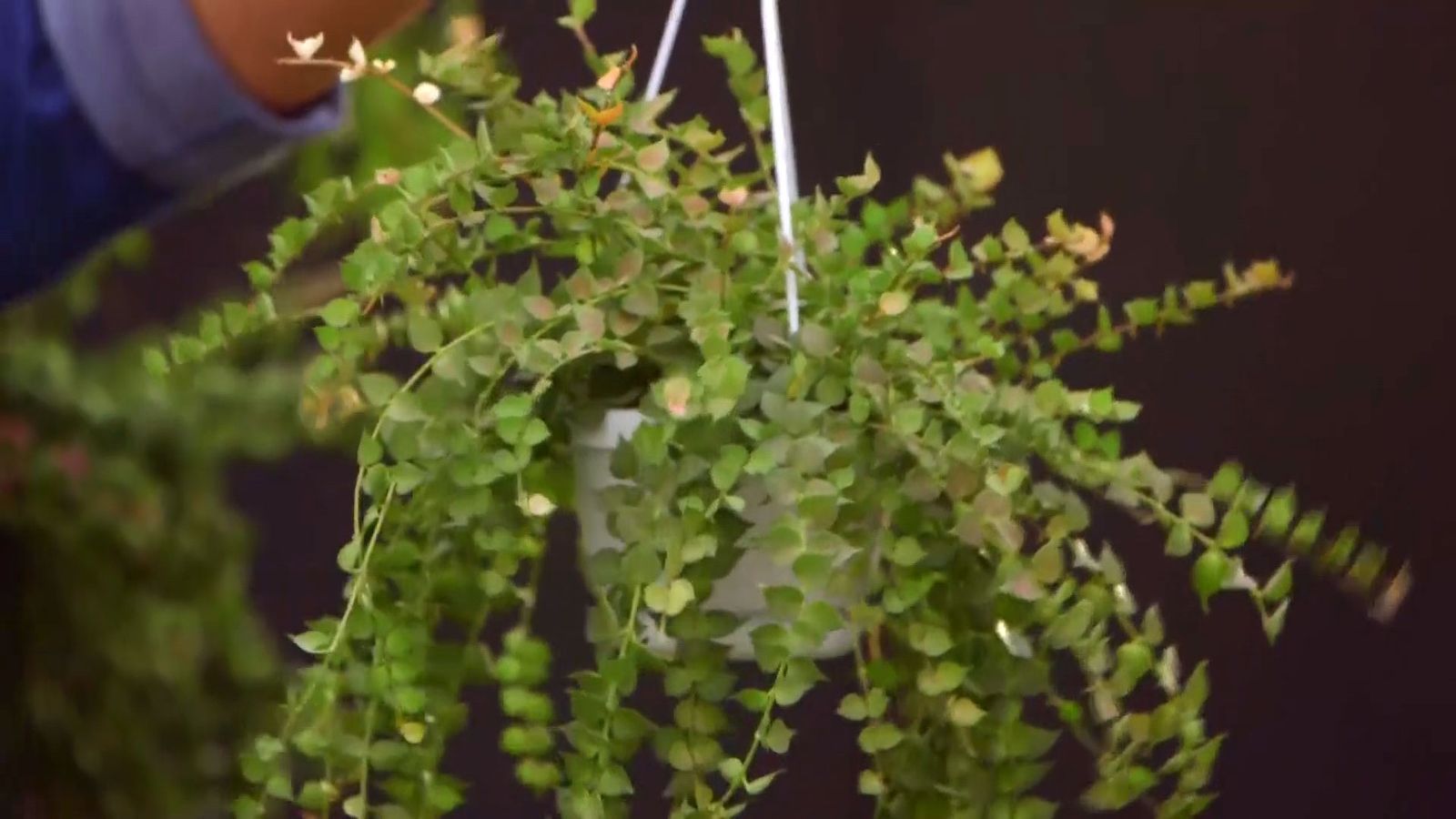 brico 932 3 cestos colgantes plantas poca tierra dischidia brico 932 3 cestos colgantes plantas poca tierra dischidia