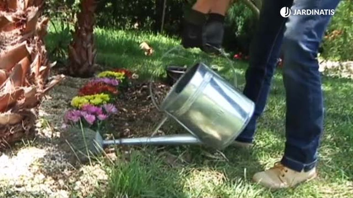 plantacion de crisantemos en el jardin 3 rosa en su jardin 013