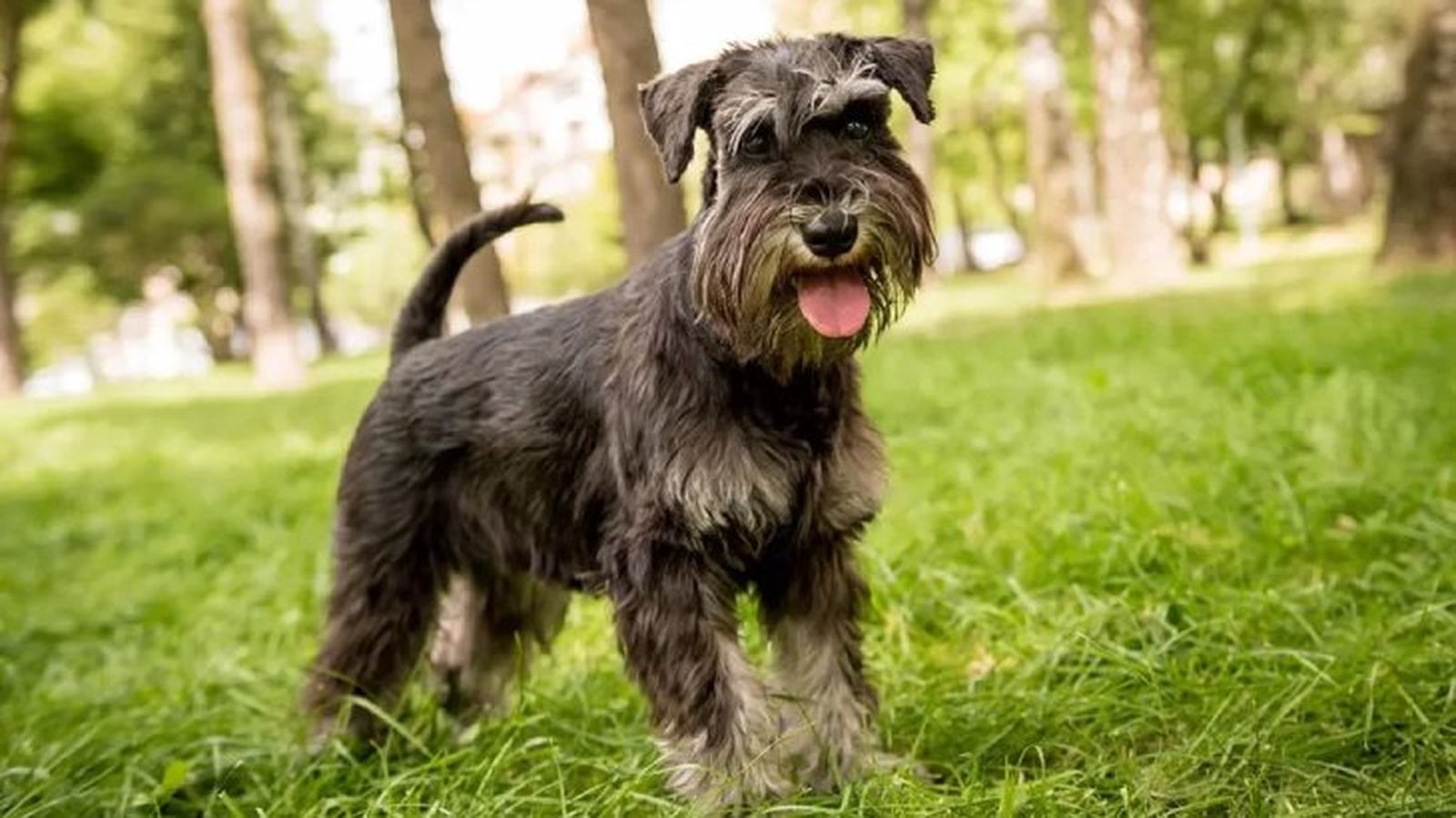 perros mas inteligentes schnauzer perros mas inteligentes schnauzer