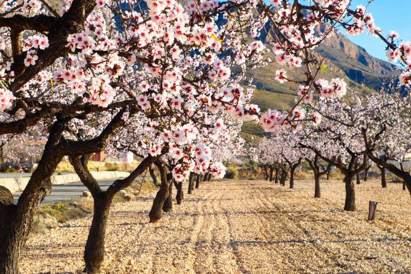 Prunus dulcis. Prunus dulcis.