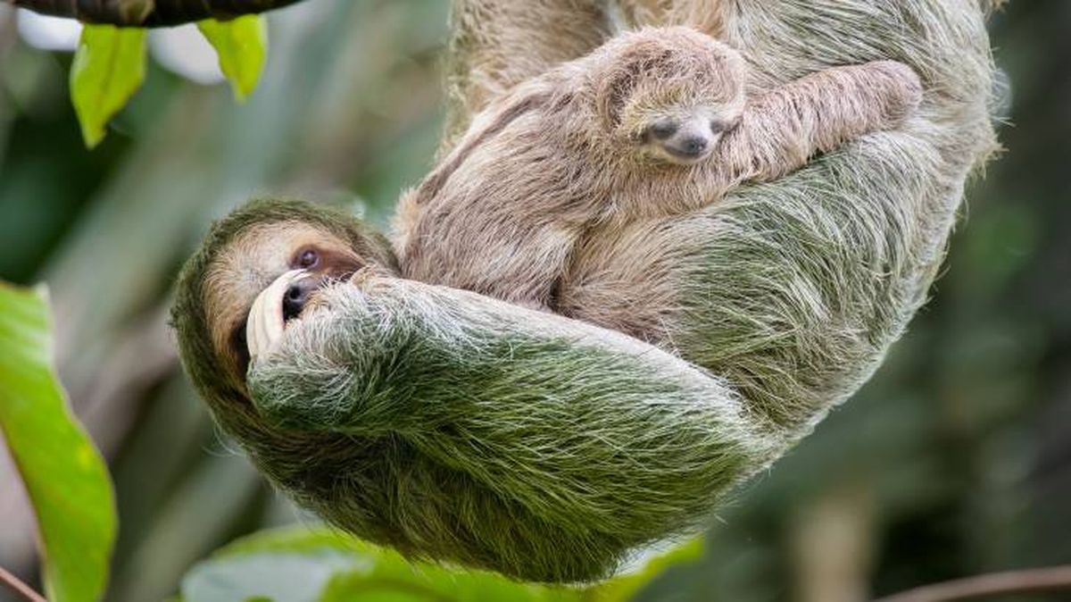 mamiferos raros perezoso