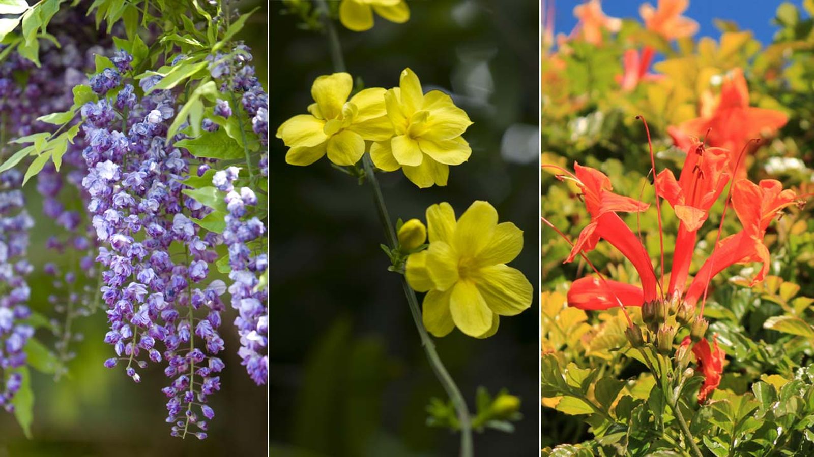 glicina jasminum nudiflorum bignonia capensis trepadora flor otono invierno glicina jasminum nudiflorum bignonia capensis trepadora flor otono invierno
