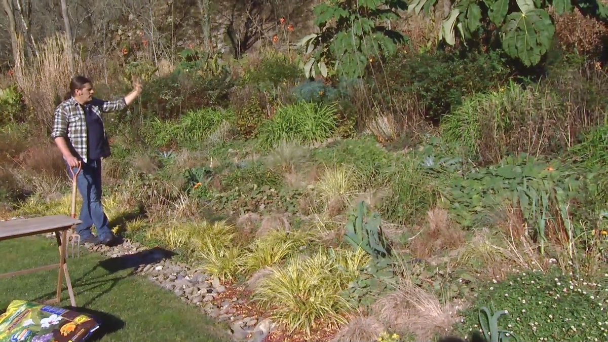 Decogarden 0642 acorus gramineus parterre vivaces