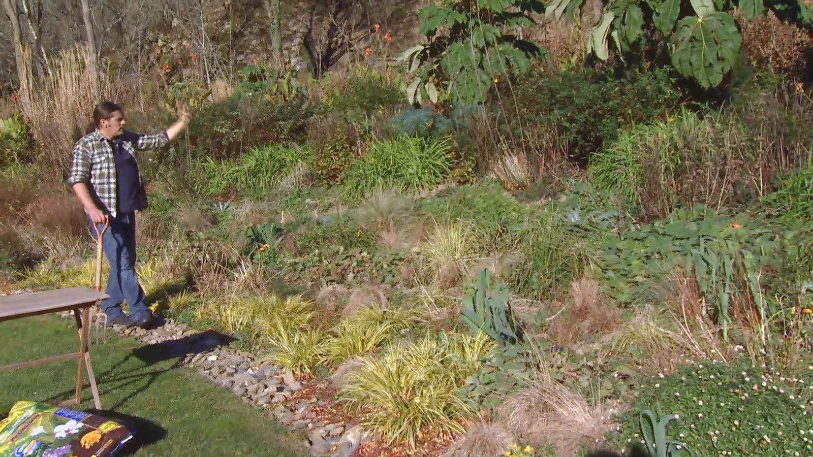 Decogarden 0642 acorus gramineus parterre vivaces