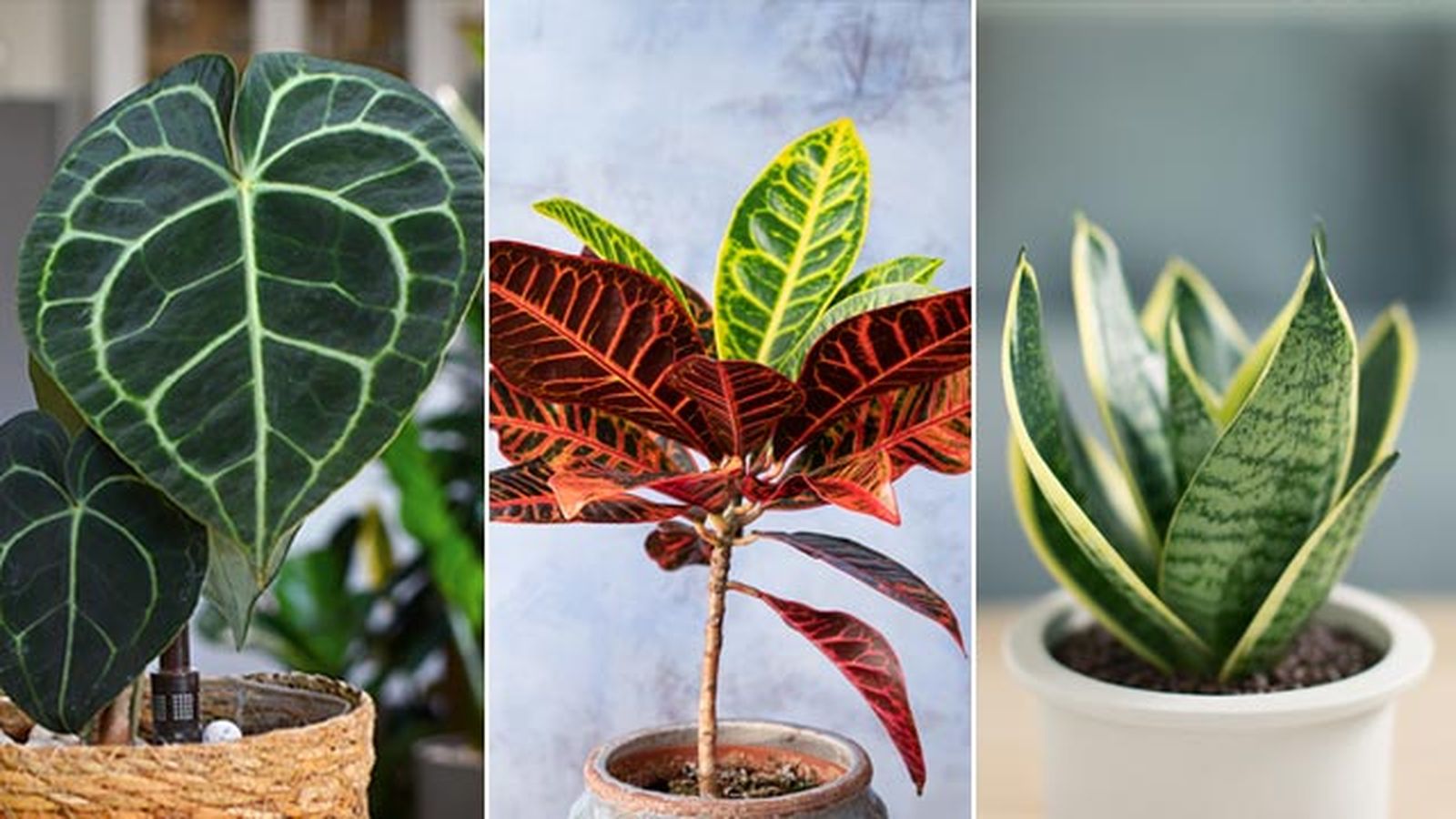 plantas san solterin anthurium clarinervium croton sansevieria plantas san solterin anthurium clarinervium croton sansevieria
