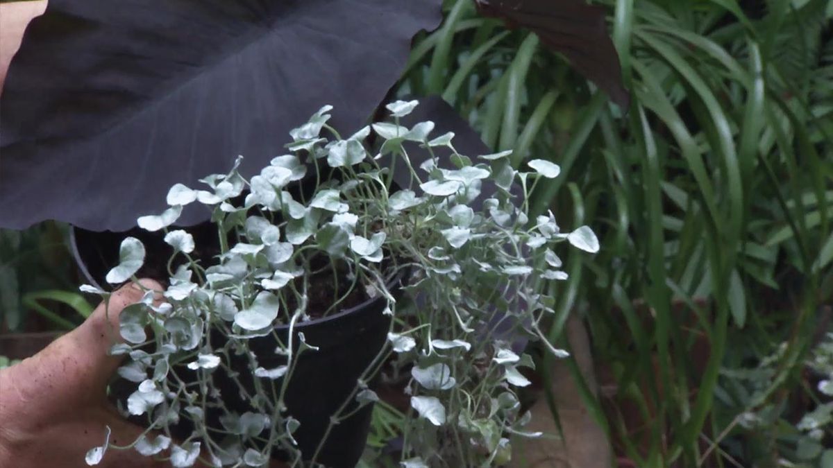 brico 1032 jardin planta dichondra Alocasia black magic