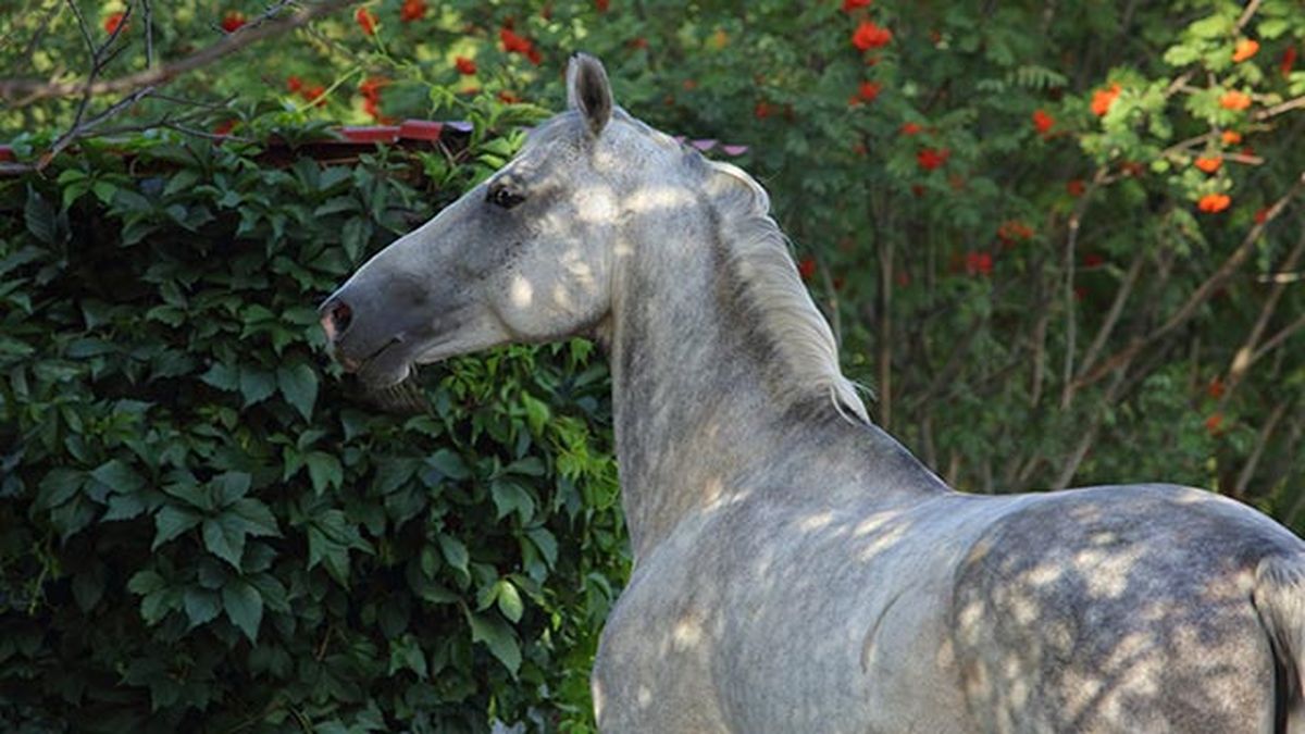 Caballo Pura Raza Española (PRE)