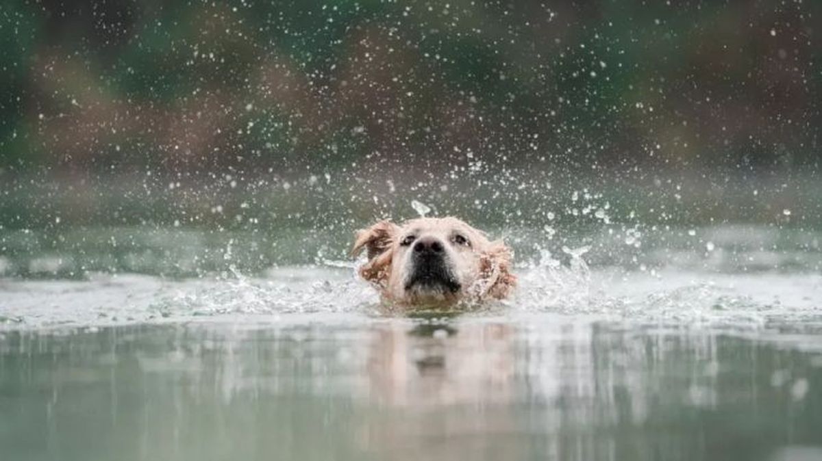 cada cuanto se bana a un perro 2