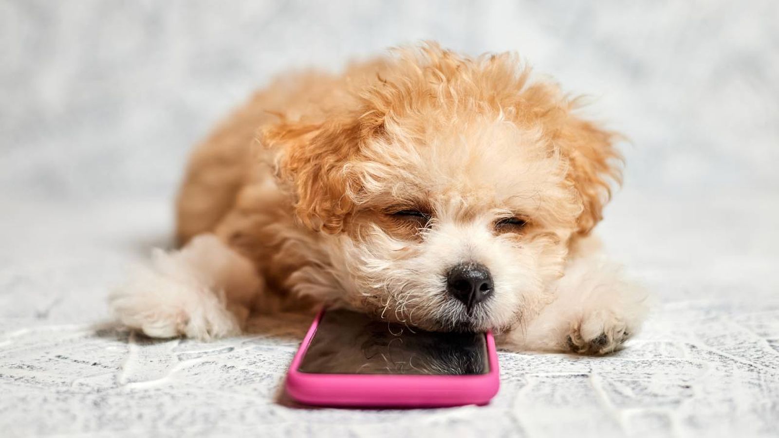musica para mascotas crear listas personalizadas spotify pets