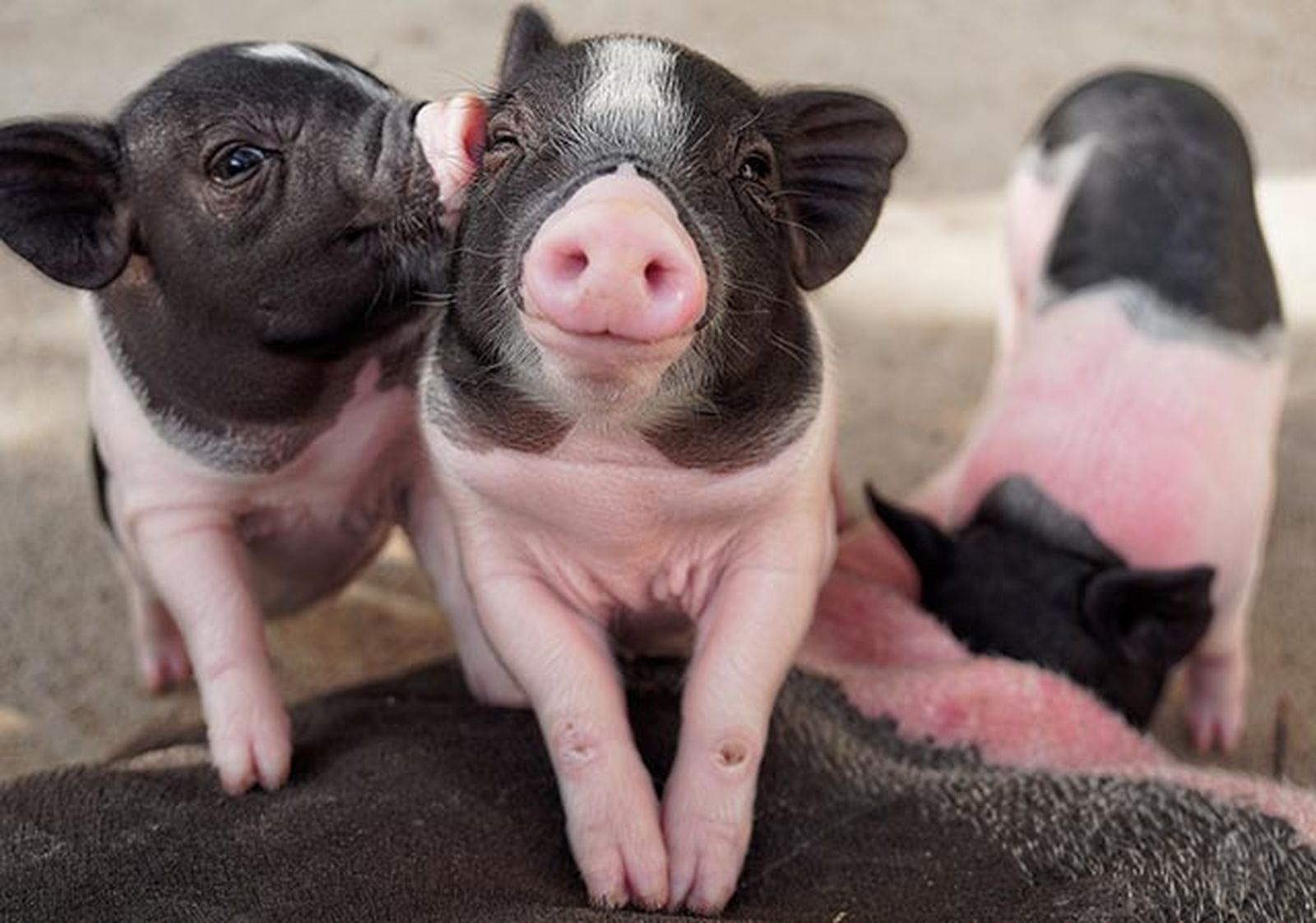 animales felices 14 cerdito animales felices 14 cerdito