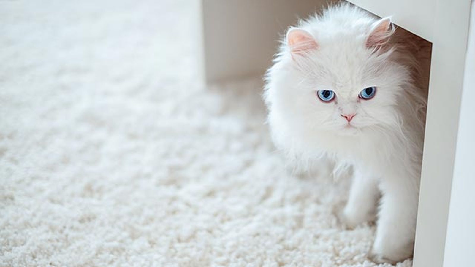 gato persa blanco 8 gato persa blanco 8