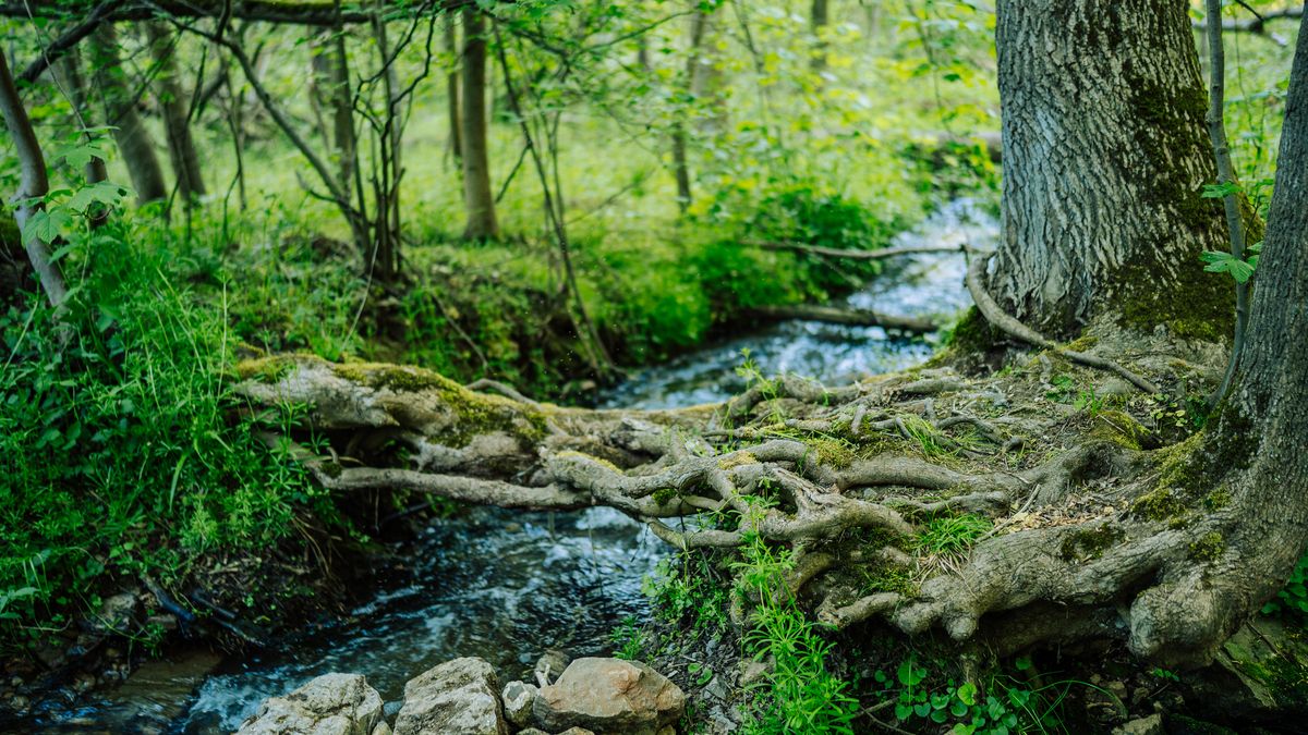 Las plantas acostumbradas al riego no crean raíces profundas
