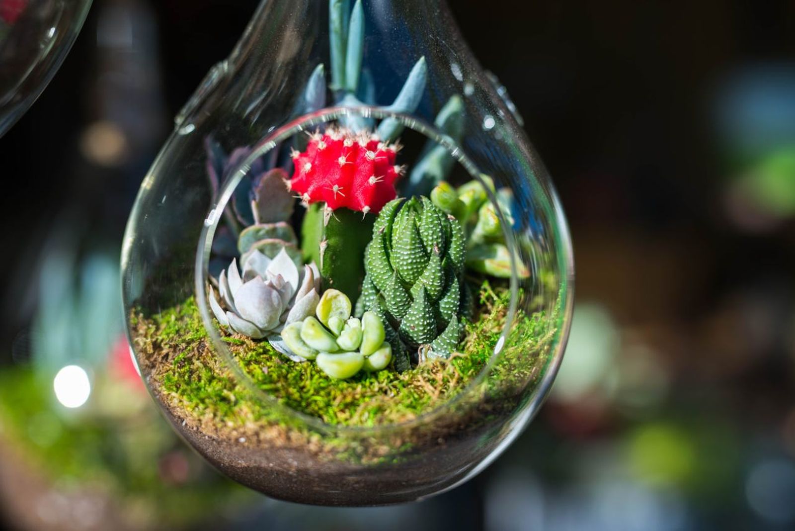 Mini-suculenta y cactus en terrario de cristal.