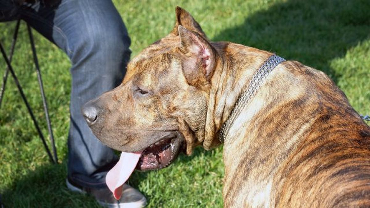 perro presa canario 4