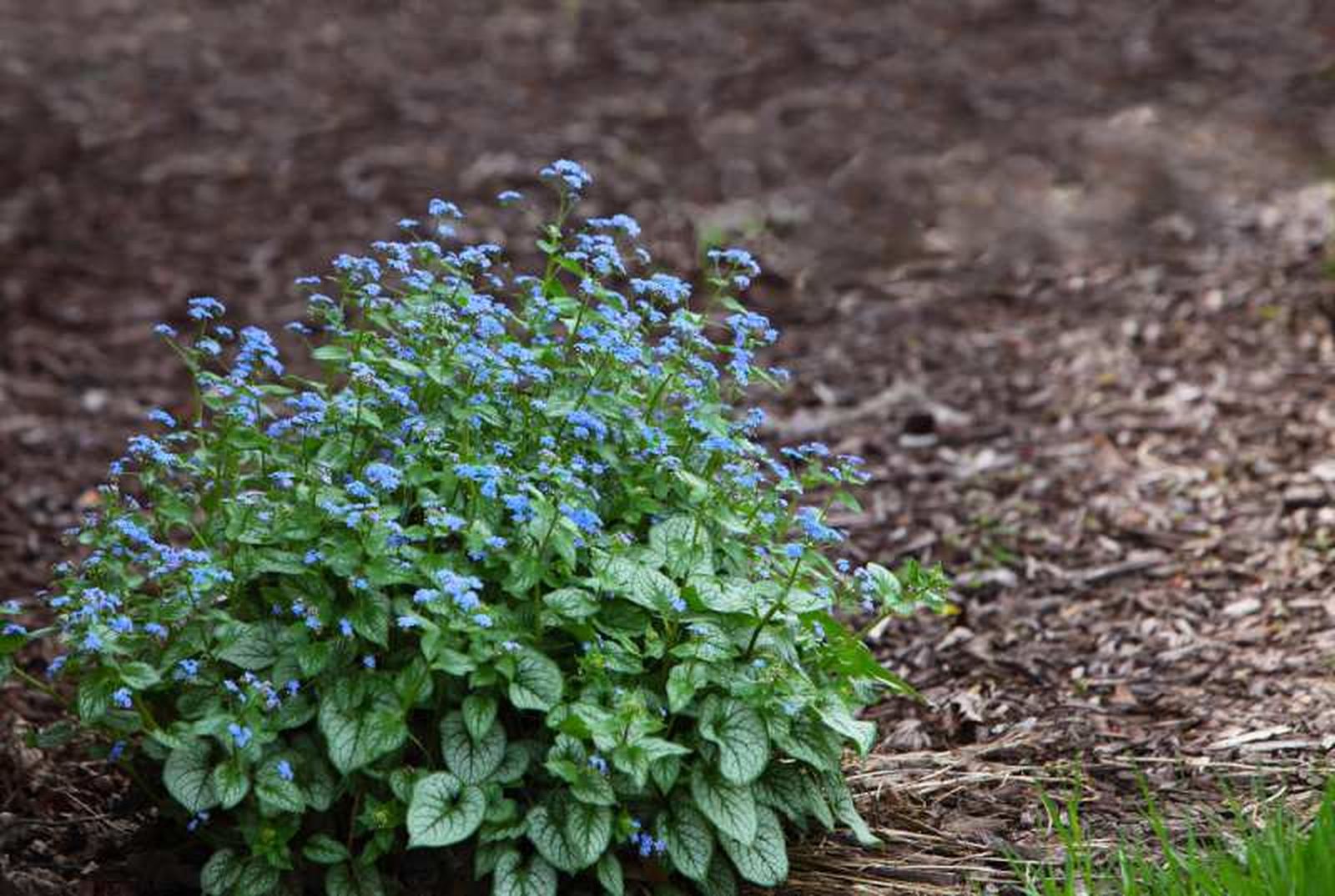 Brunnera macrophylla Brunnera macrophylla
