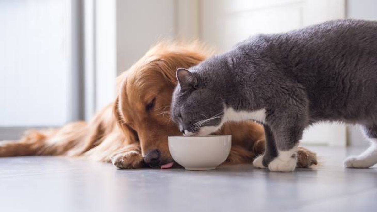 Los perros y gatos tienen que llevar una dieta sana y equilibrada