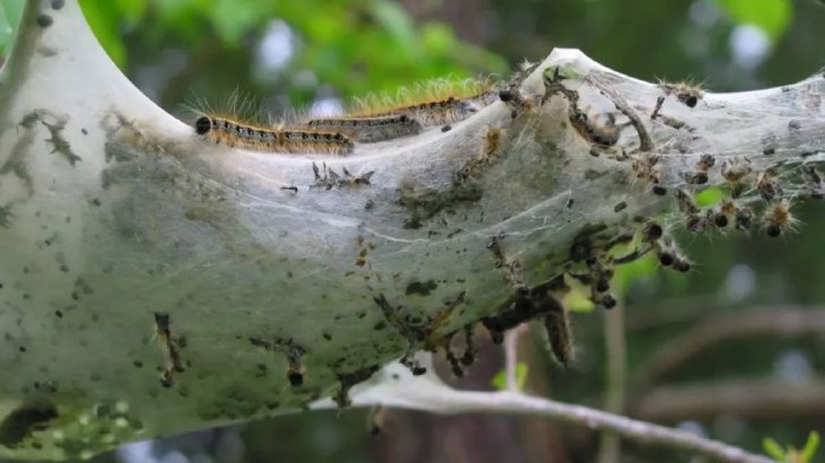 oruga procesionaria y perros 1