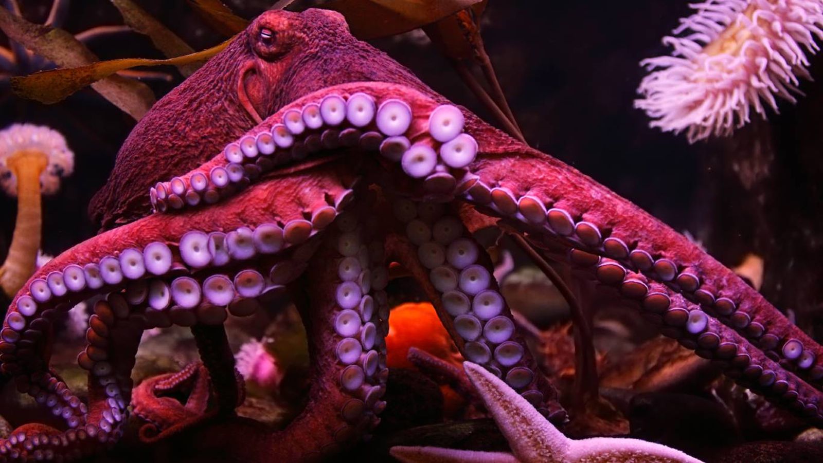 ¿Sabes cuántos corazones tiene un pulpo?
