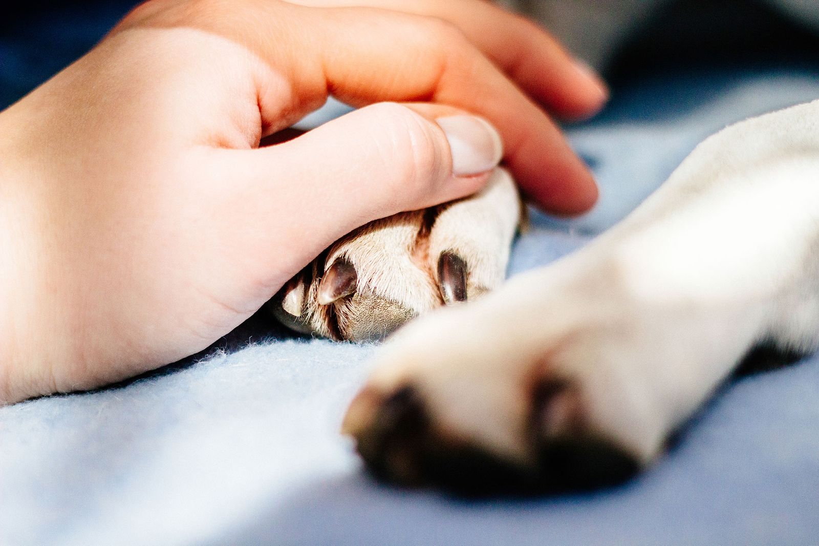 duelo muerte mascota fase negacion duelo muerte mascota fase negacion