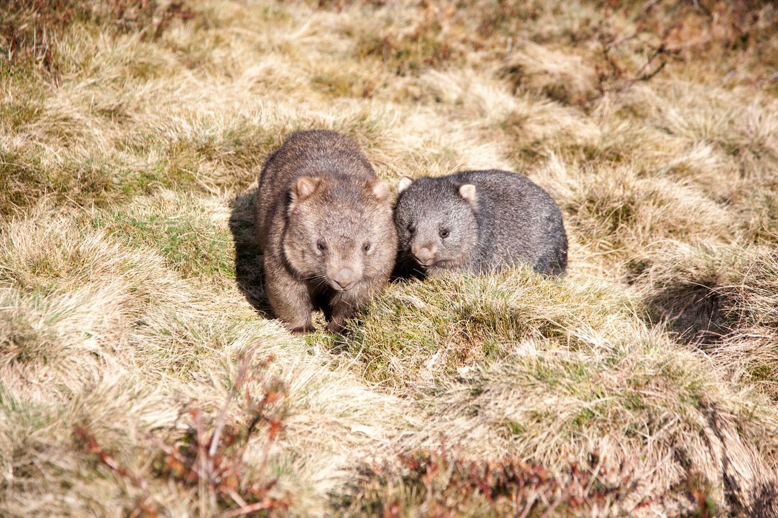 wombat familia wombat familia