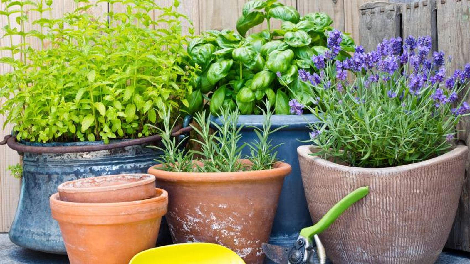 Plantas aromáticas