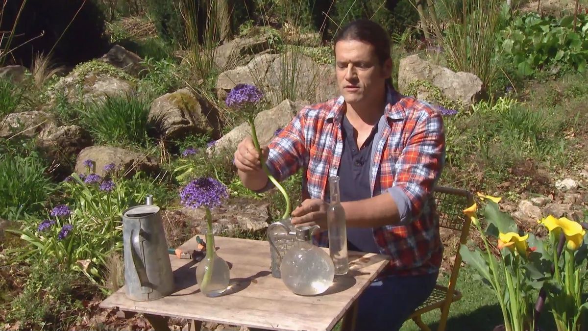 deco 693 jardineria scilla peruviana arreglo floral