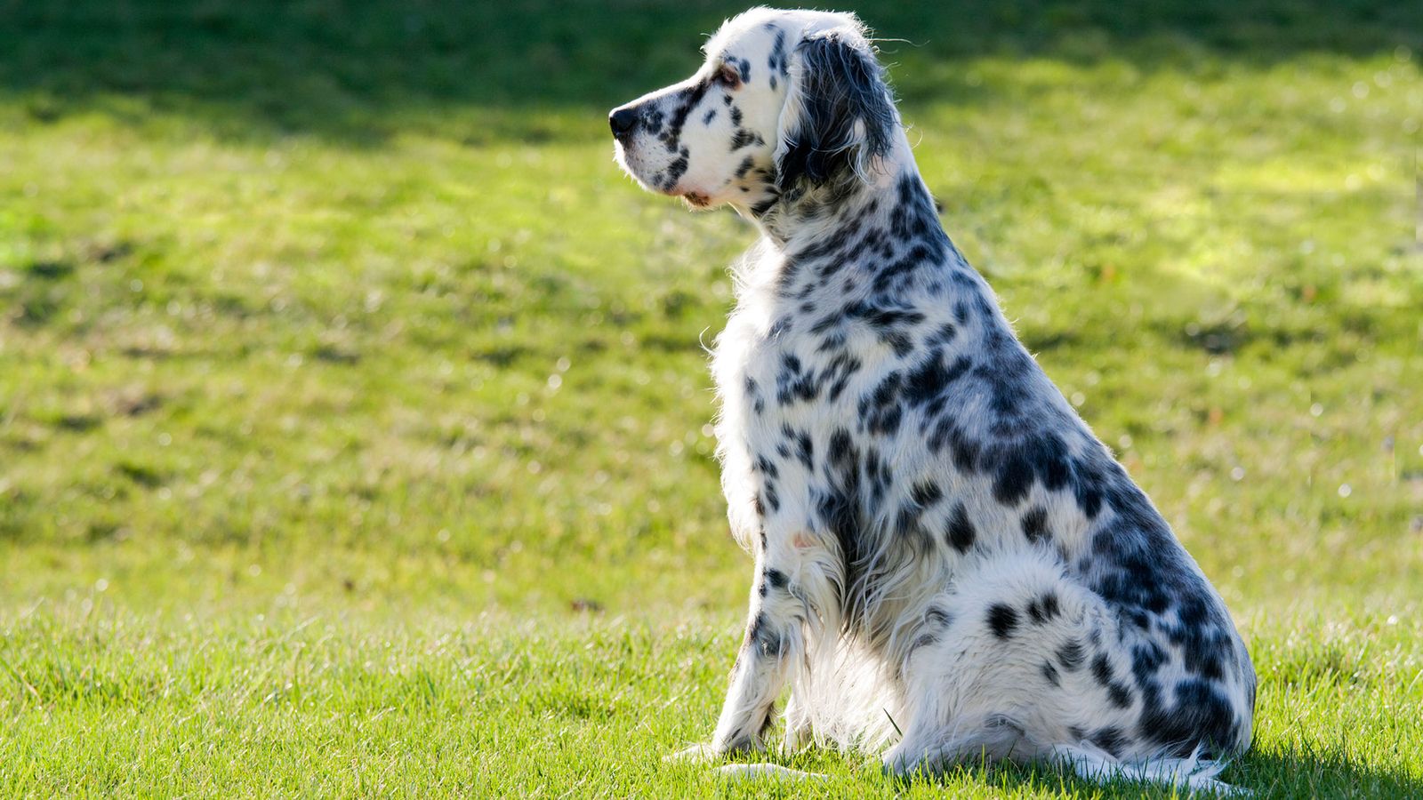 perro raza setter ingles colores perro raza setter ingles colores