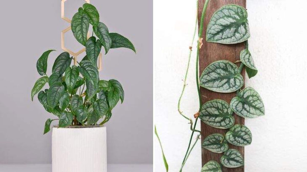 Monstera siltepecana monstera dubia