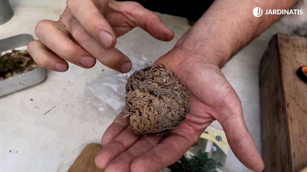 Selaginella lepidophylla doradilla en estado de letargo jardinatis 23 42