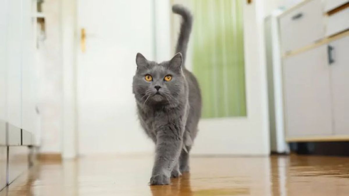 rascador casero para gatos 1