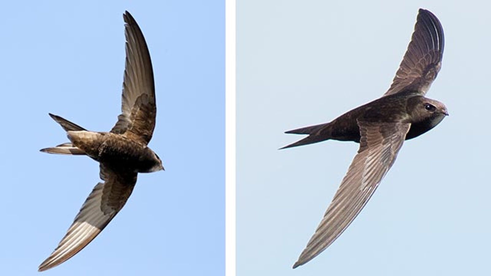 vencejo comun 3 volando vencejo comun 3 volando