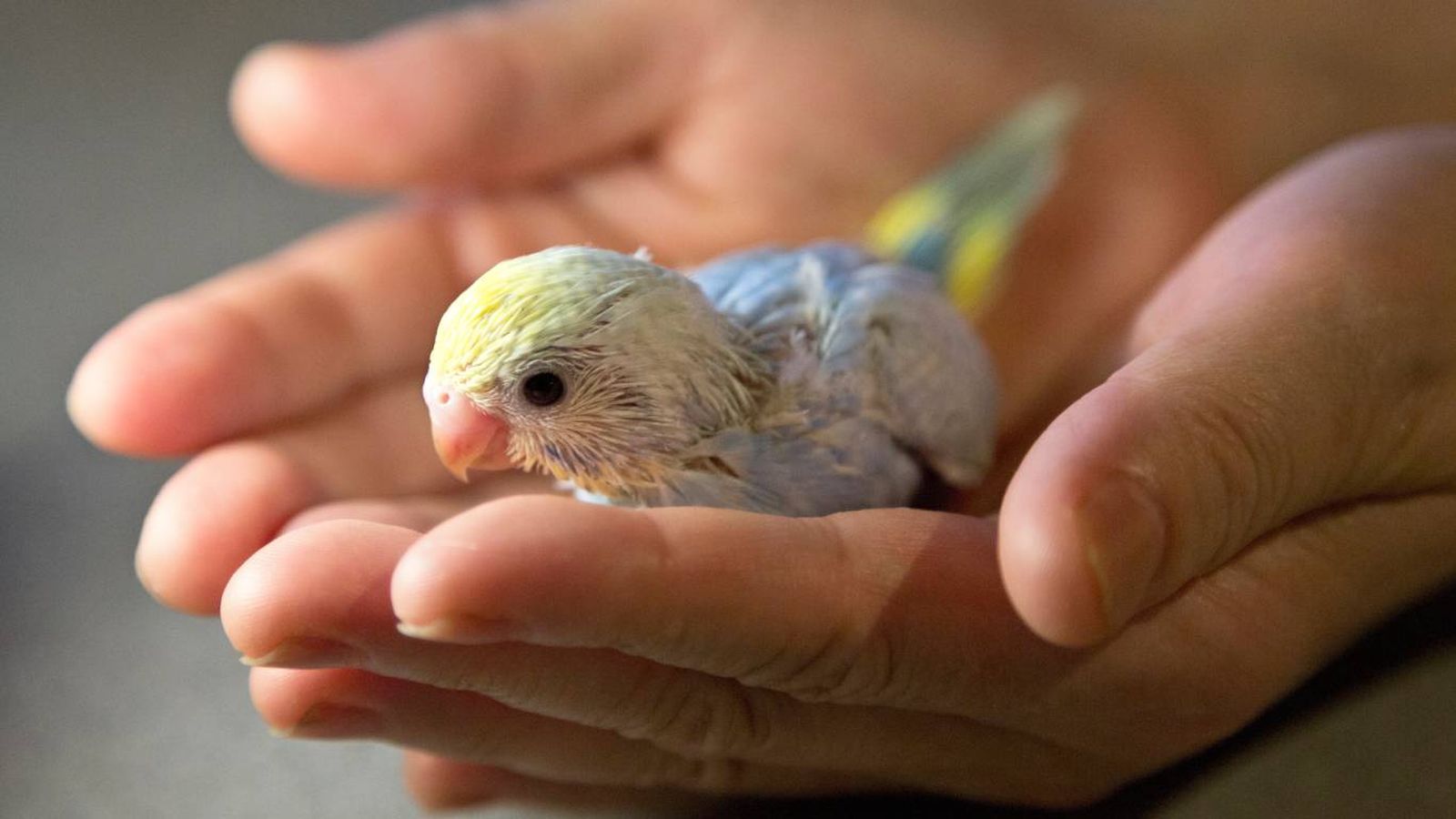 ¿Cómo detectar si un pájaro está enfermo?