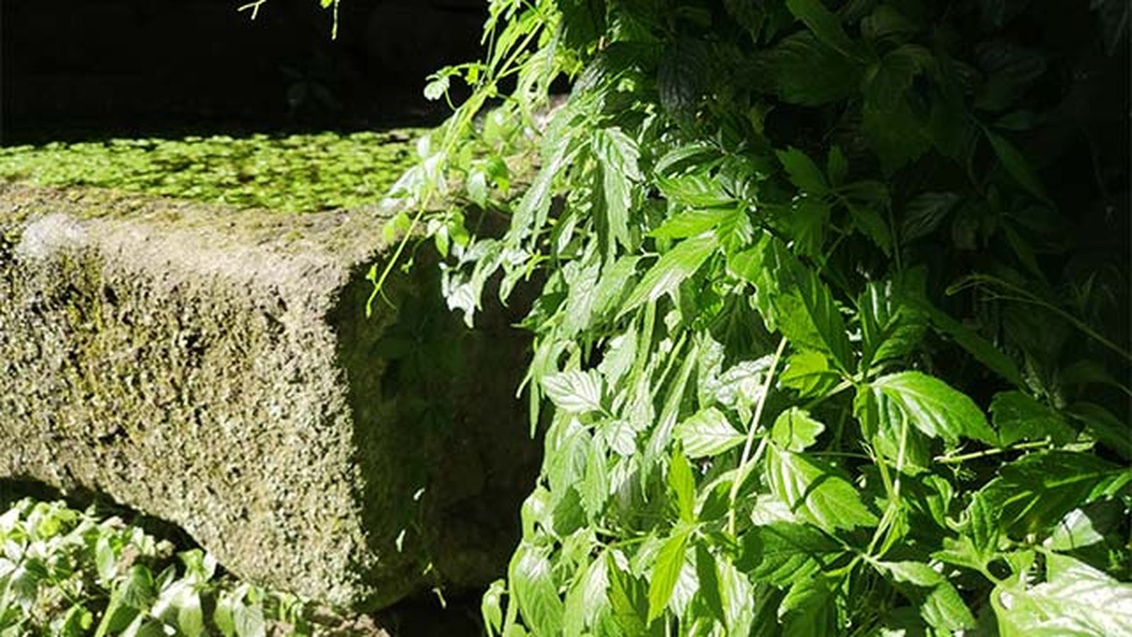 como cultivar jiaogulan diario dun neno labrego como cultivar jiaogulan diario dun neno labrego