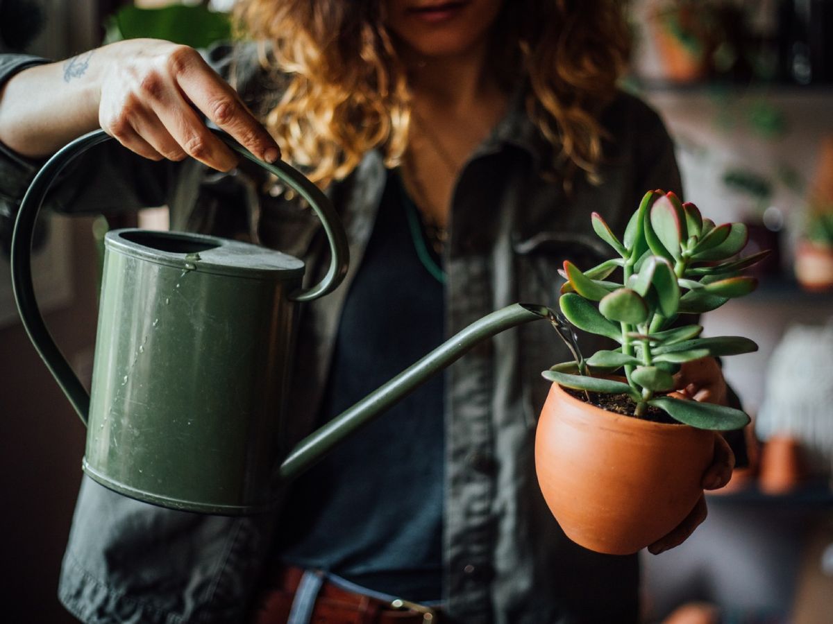 Las suculentas necesitan evitar que el agua se acumule en el sustrato.