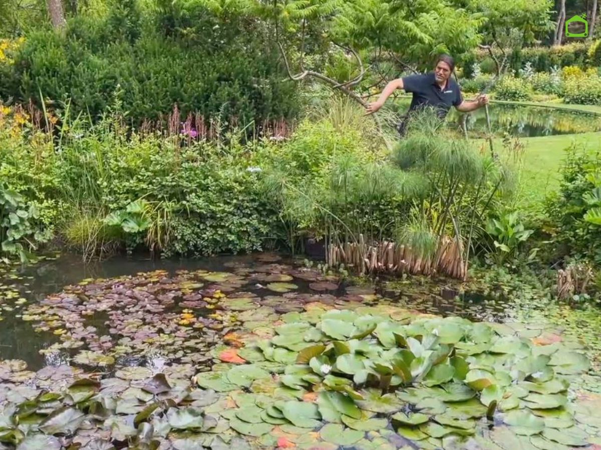 Papiro en el estanque de LUR Garden.