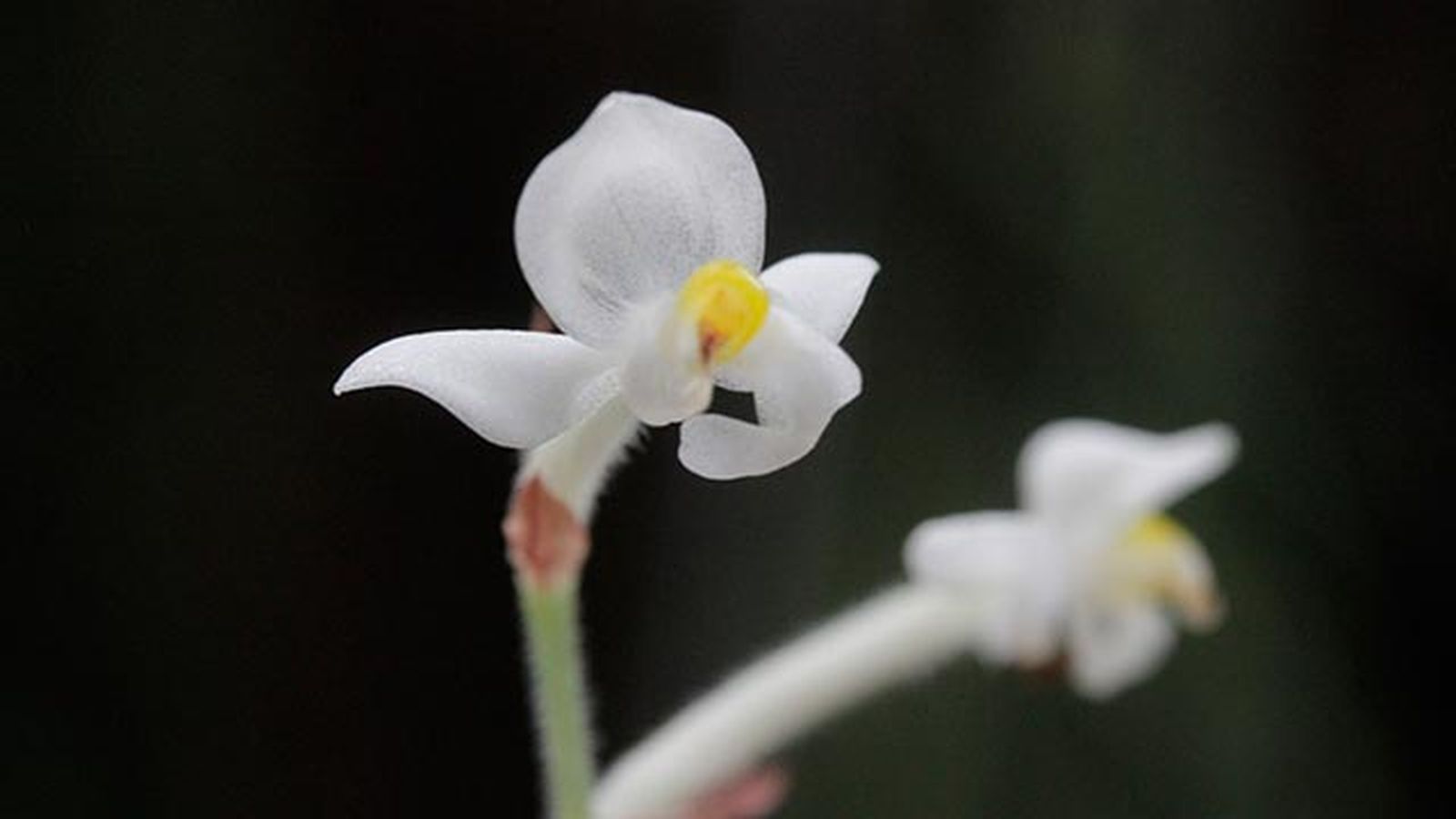 floracion ludisia discolor xl floracion ludisia discolor xl