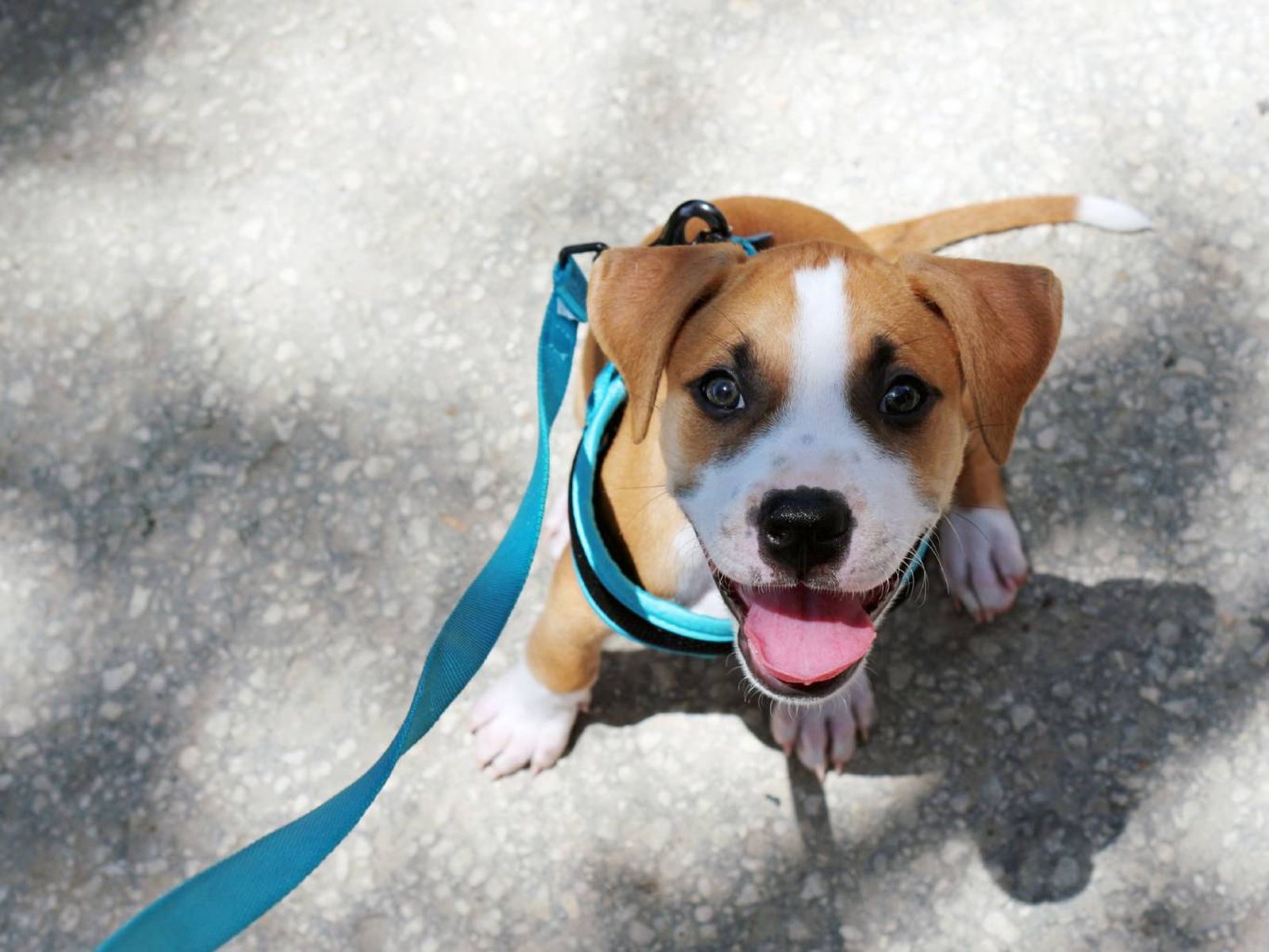 Será clave consultar con un veterinario con el fin de asegurarse.