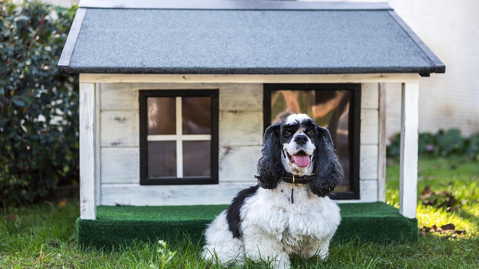 mejores casetas para perros mejores casetas para perros