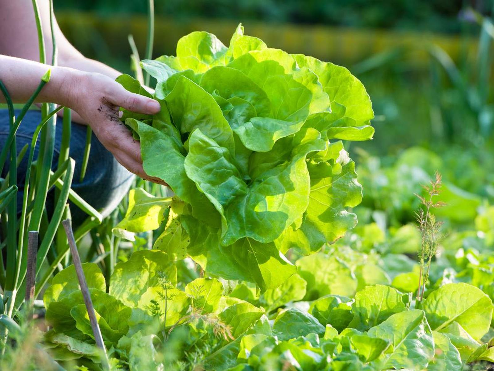 Lechuga Lechuga