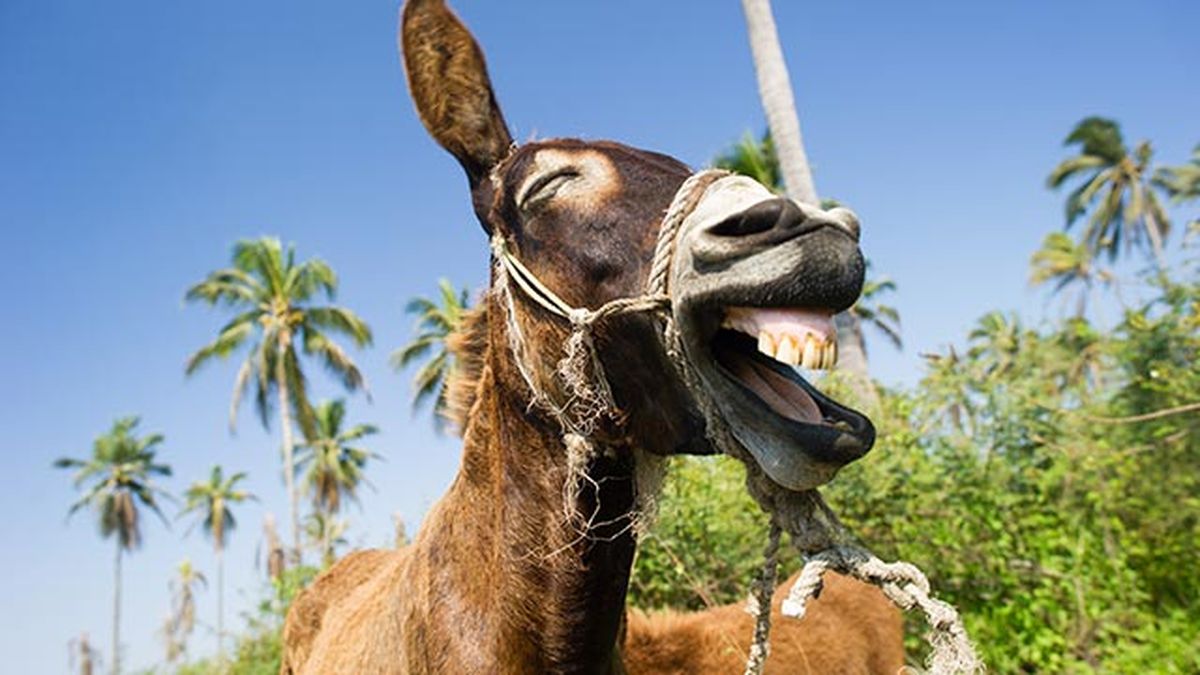 animales felices 12 burro