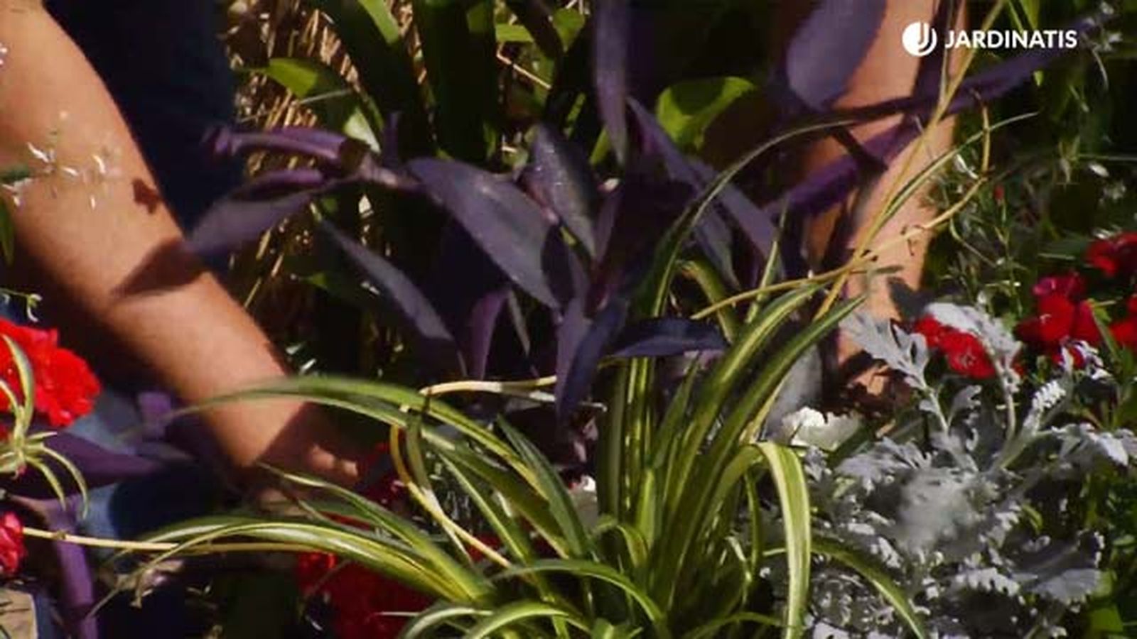 plantacion contenedor primavera cineraria maritima cinta tradescantia brico 868 jardinatis plantacion contenedor primavera cineraria maritima cinta tradescantia brico 868 jardinatis