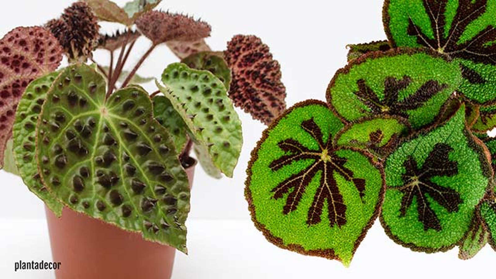 begonia ferox begonia masoniana little rock begonia ferox begonia masoniana little rock