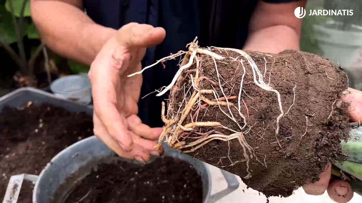 sistema radicular de la planta mangave jardinatis 23 35