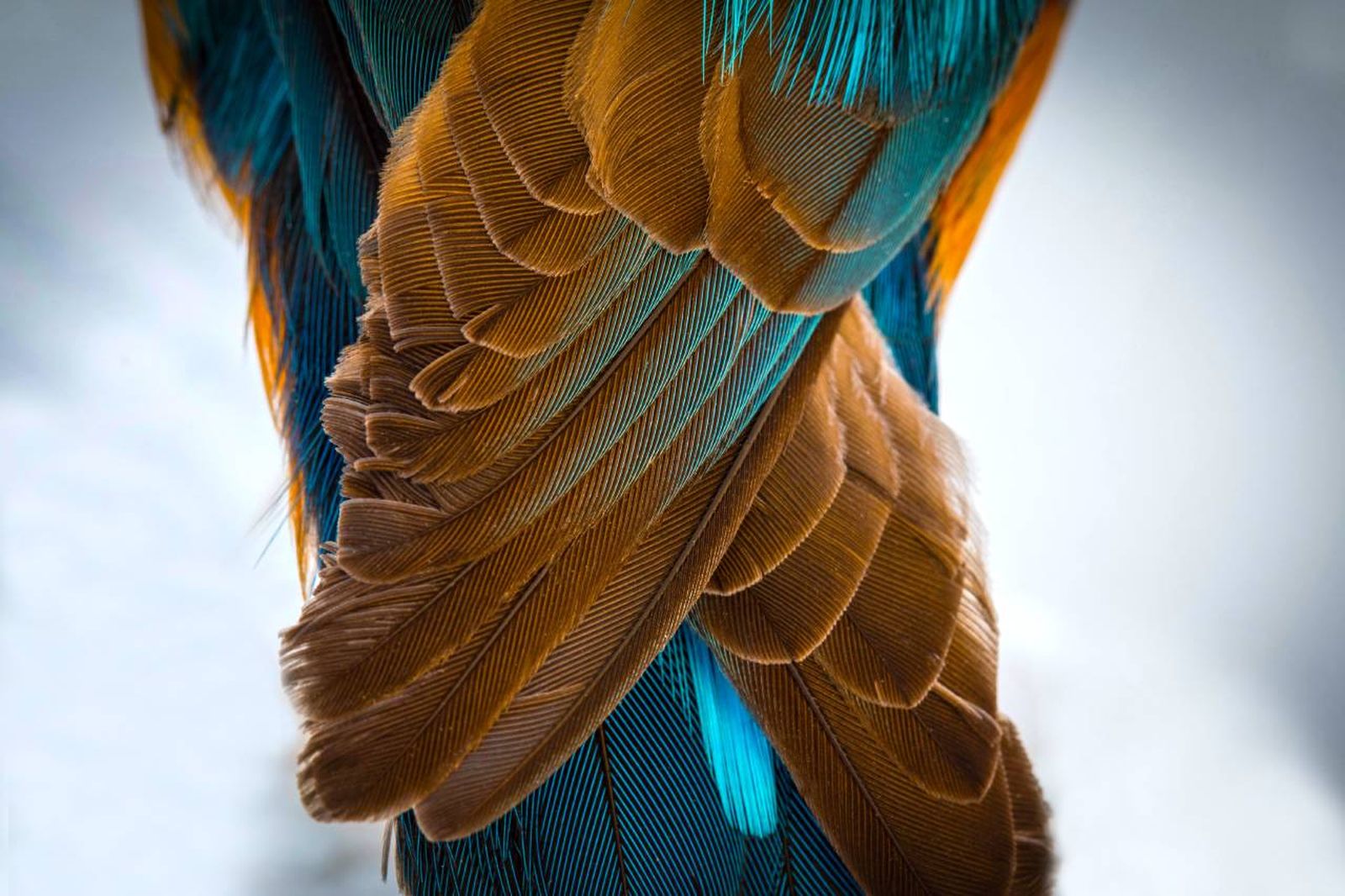 Una especie de pájaro considerado como de los más llamativos del mundo por su brillante plumaje.